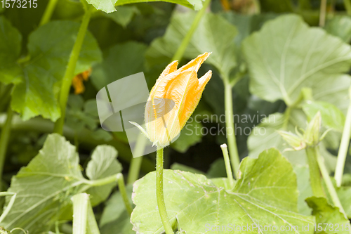 Image of beautiful yellow flower