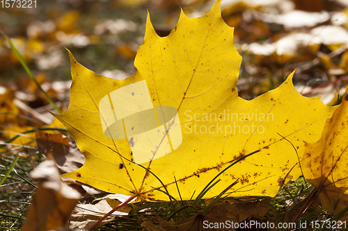Image of Sunny or cloudy autumn