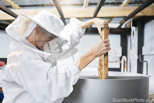 Image of Beekeeping, process and beekeeper with honeycomb manufacturing, sustainability and factory storage. Warehouse, agriculture and mature worker with a machine for the production of honey in a plant