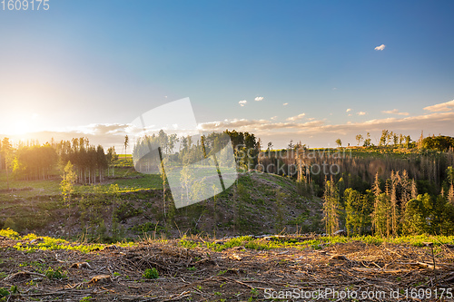 Image of Piled logs of harvested wood in forest