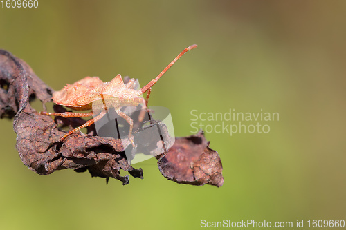 Image of detail of bug in forest, Hemiptera Heteroptera