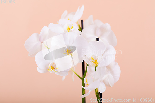 Image of romantic flower white orchid