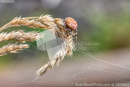 Image of common cross spider sitting grass