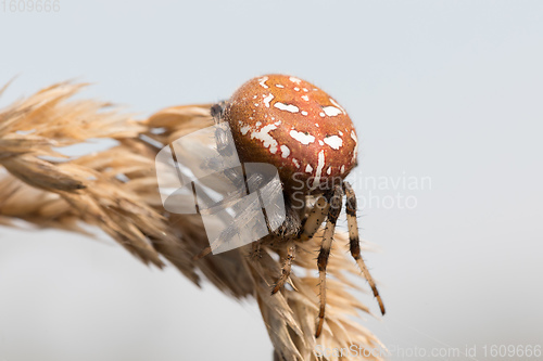 Image of common cross spider sitting grass