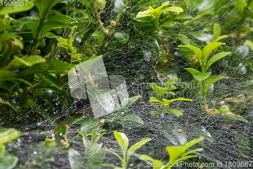 Image of Spider web after rain in garden