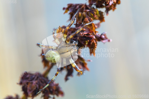 Image of Cucumber green spider on grass in forest