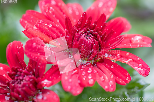 Image of Closeup of red flowers of Chrysanthemum morifolium