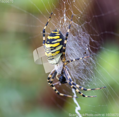 Image of Argiope bruennichi (wasp spider) on web