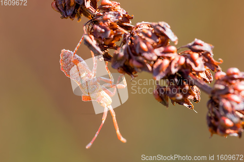 Image of detail of bug in forest, Hemiptera Heteroptera