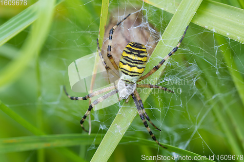 Image of Argiope bruennichi (wasp spider) on web