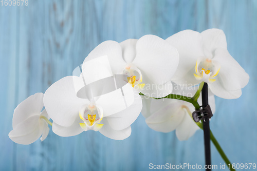 Image of romantic flower white orchid
