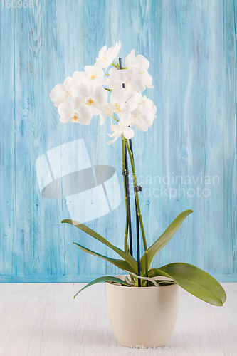 Image of romantic flower white orchid