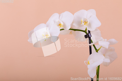 Image of romantic flower white orchid