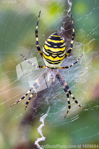 Image of Argiope bruennichi (wasp spider) on web