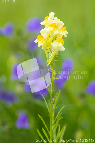 Image of Linaria vulgaris - decorative pale yellow flower