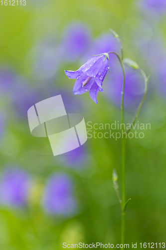 Image of flower campanula patula, wild flowering plant