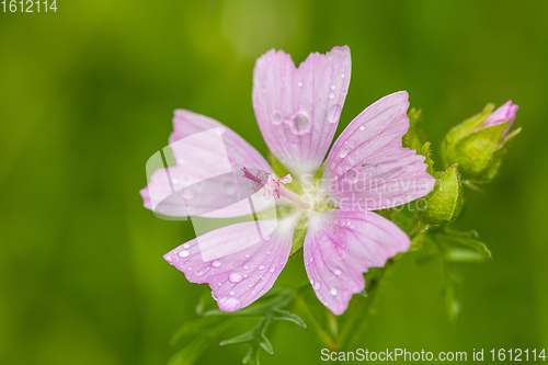 Image of Malva Alcea flower in summe meadow
