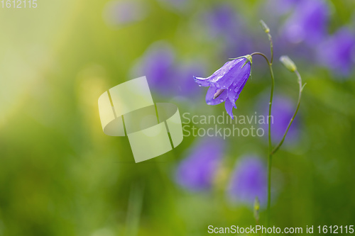 Image of flower campanula patula, wild flowering plant