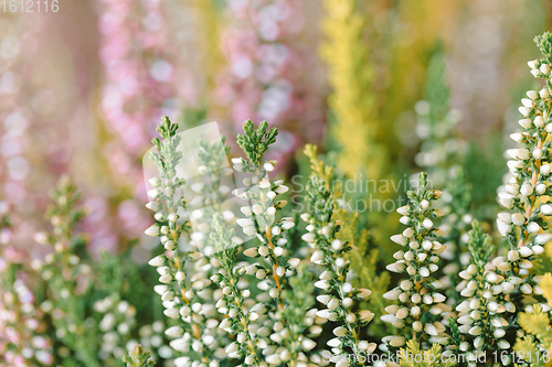 Image of flowers field Calluna vulgaris