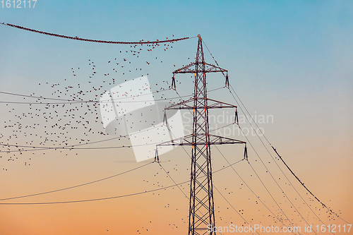 Image of flock of starling birds in the evening sun