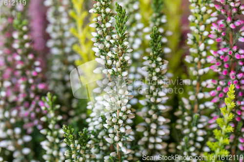 Image of flowers field Calluna vulgaris