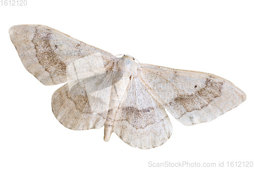 Image of Riband Wave geometridae moth isolated