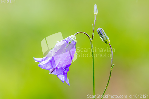 Image of flower campanula patula, wild flowering plant