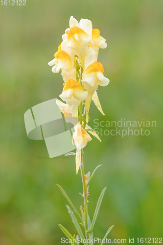 Image of Linaria vulgaris - decorative pale yellow flower
