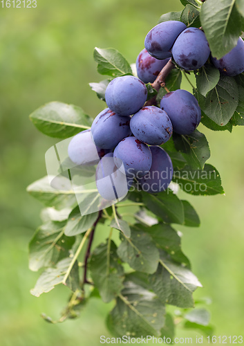 Image of Tree Branch Full of ripe Plums