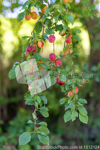 Image of red plum mirabelle, Prunus domestica