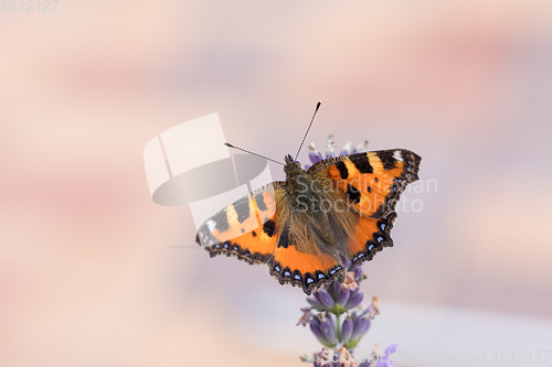 Image of Small tortoiseshell butterfly on lavender