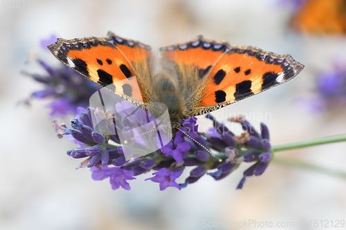 Image of Small tortoiseshell butterfly on lavender