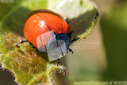 Image of Beetle Chrysomela populi