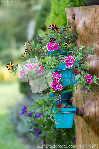 Image of Close up colorful Dianthus flower in garden