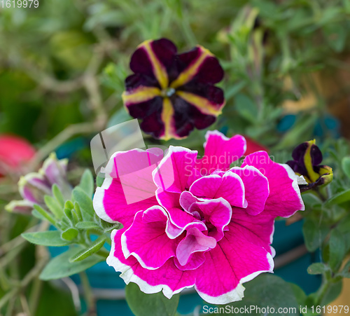 Image of Close up colorful Dianthus flower in garden