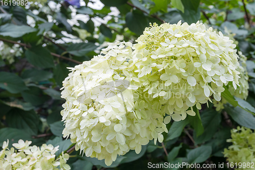 Image of Hydrangea arborescens, flowering tree in garden