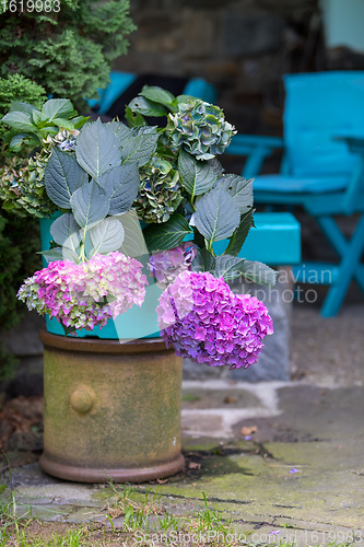 Image of pink flower Hydrangea macrophylla in pot