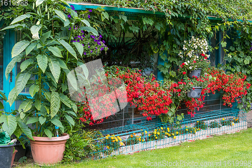 Image of Vivid Red Flowers of Begonia boliviensis