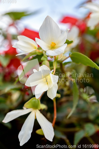 Image of white Flowers of Begonia boliviensis