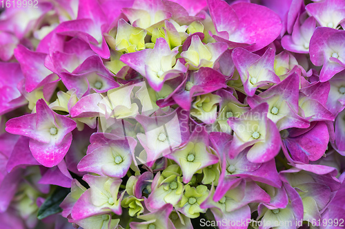 Image of pink flower Hydrangea macrophylla in pot