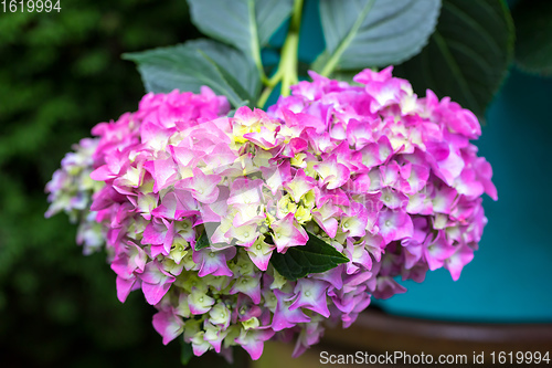 Image of pink flower Hydrangea macrophylla in pot