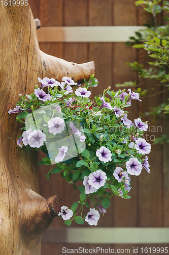 Image of Petunia Surfinia hanged in pot