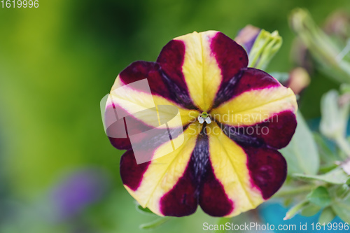Image of stripped flower Petunia violacea