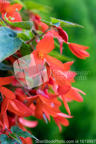 Image of Vivid Red Flowers of Begonia boliviensis