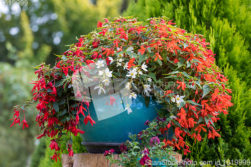 Image of Vivid Red Flowers of Begonia boliviensis