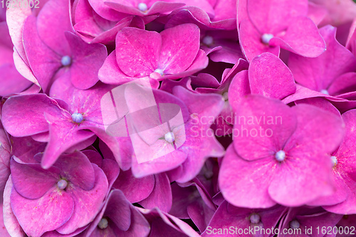 Image of pink flower Hydrangea macrophylla in pot
