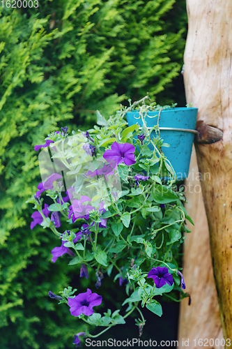 Image of Petunia Surfinia hanged in pot