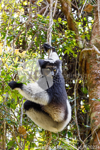 Image of Black and white Lemur Indri on tree