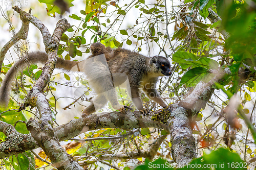 Image of Common brown lemur with baby on back