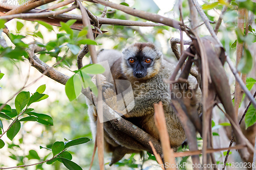 Image of Common brown lemur in top of tree